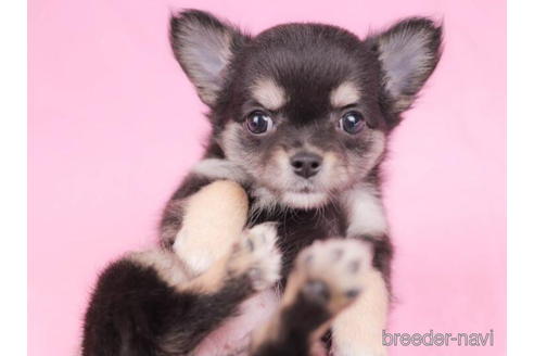 成約済の東京都のチワワ(ロングコート)-200322の5枚目